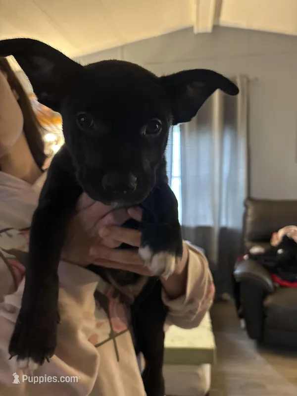 Bully – German Shepherd Dog, American Pit Bull Terrier puppy for sale in Toledo, OH