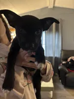 Bully, a male German Shepherd Dog and American Pit Bull Terrier for sale in Toledo, OH – Photo 1 of 2