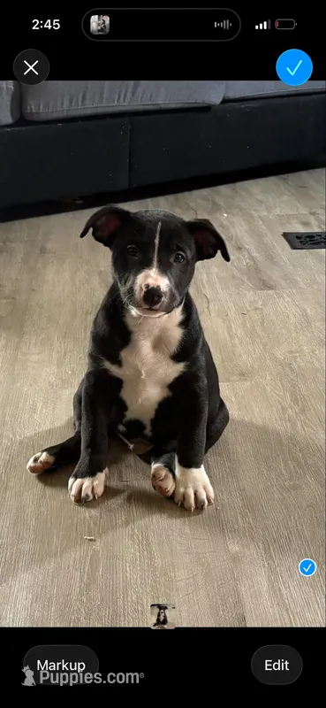 Spot – German Shepherd Dog, American Pit Bull Terrier puppy for sale in Toledo, OH