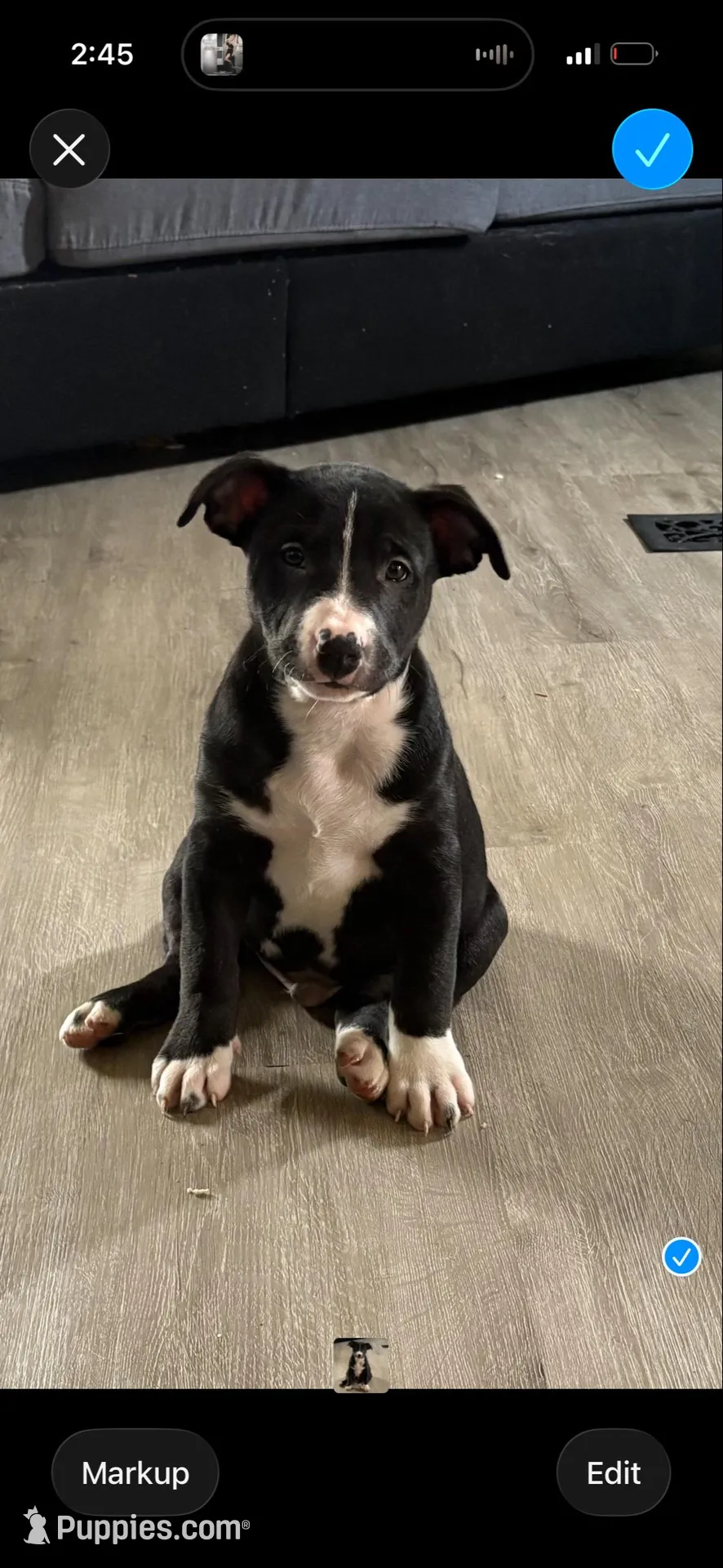 Spot, a male German Shepherd Dog and American Pit Bull Terrier for sale in Toledo, OH – Photo 1 of 7