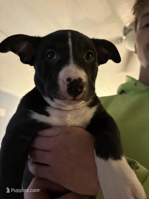 Spot – German Shepherd Dog, American Pit Bull Terrier puppy for sale in Toledo, OH