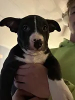 Spot, a male German Shepherd Dog and American Pit Bull Terrier for sale in Toledo, OH – Photo 1 of 6