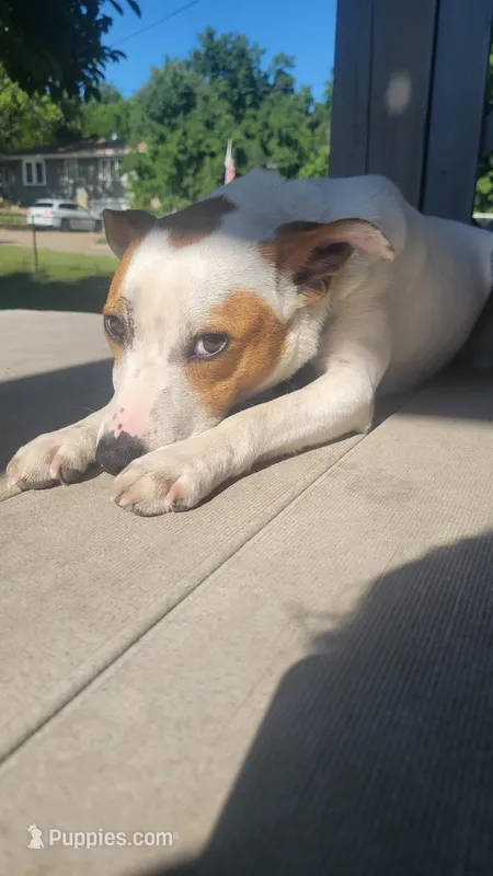 Max – Rat Terrier puppy for sale in Bettendorf, IA