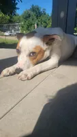 Max, a male Rat Terrier for sale in Bettendorf, IA – 1 of 4