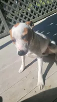 Max, a male Rat Terrier for sale in Bettendorf, IA – 4 of 4