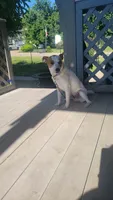 Max, a male Rat Terrier for sale in Bettendorf, IA – 3 of 4