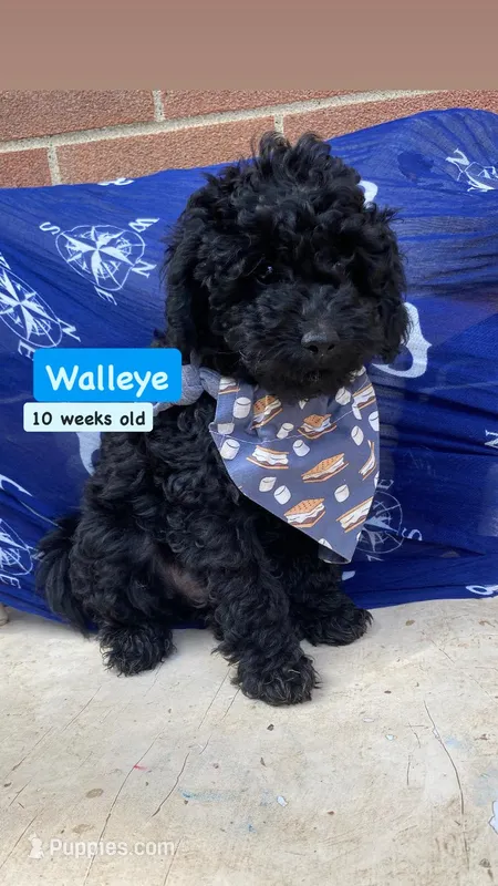 Walleye – Poodle - Miniature  puppy for sale in Alliance, OH