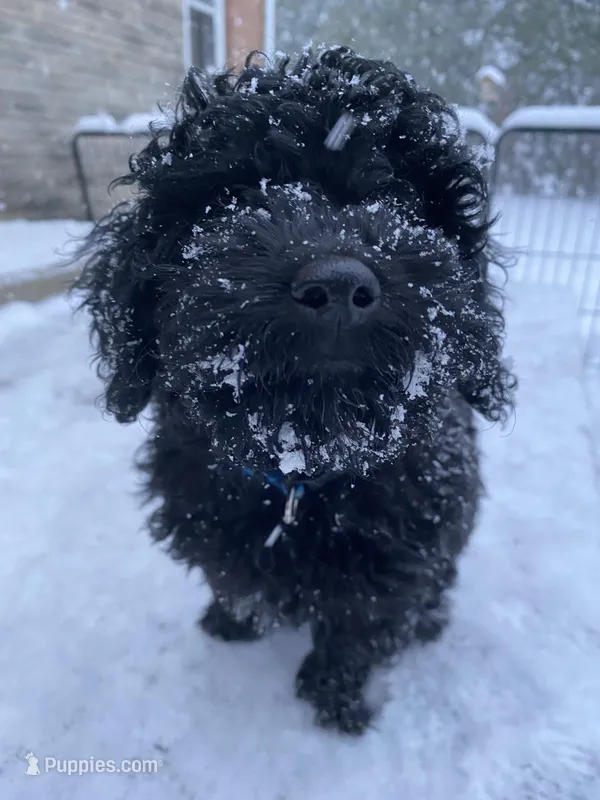 Walleye – Poodle - Miniature  puppy for sale in Alliance, OH