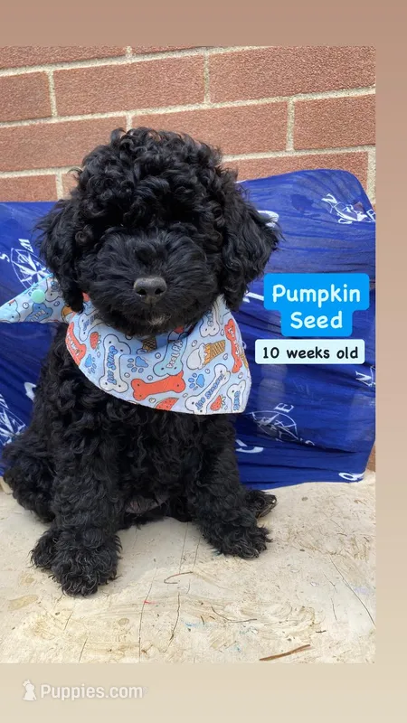 Pumpkin Seed – Poodle - Miniature  puppy for sale in Alliance, OH