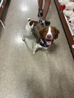 Goose , a male Brittany for sale in Randleman, NC – Photo 5 of 6