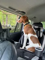 Goose , a male Brittany for sale in Randleman, NC – Photo 6 of 6
