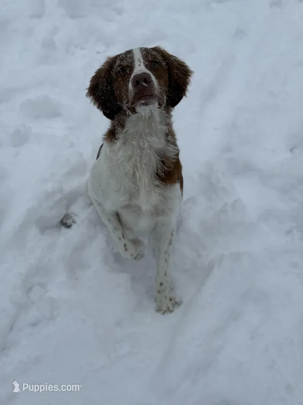 Goose  – Brittany puppy for sale in Randleman, NC