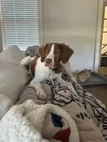 Goose , a male Brittany for sale in Randleman, NC – Photo 4 of 6