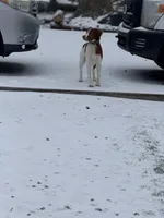 Goose , a male Brittany for sale in Randleman, NC – Photo 2 of 6