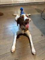 Goose , a male Brittany for sale in Randleman, NC – Photo 3 of 6