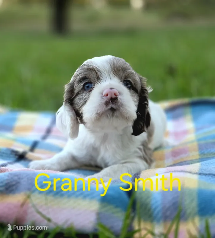 Granny Smith – Cocker Spaniel puppy for sale in Bath, NC