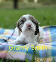 Granny Smith, a female Cocker Spaniel for sale in Bath, NC – 1 of 5