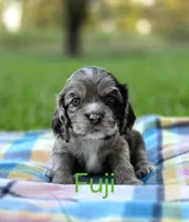 Fuji, a female Cocker Spaniel for sale in Bath, NC – 1 of 4
