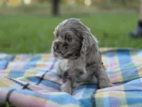 Gala, a female Cocker Spaniel for sale in Bath, NC – 2 of 5