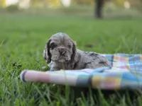 Gala, a female Cocker Spaniel for sale in Bath, NC – 3 of 5