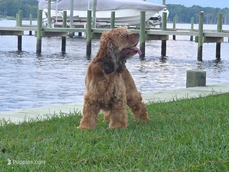 Hazel – Cocker Spaniel puppy for sale in Bath, NC