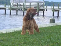 Hazel, a female Cocker Spaniel for sale in Bath, NC – 1 of 3