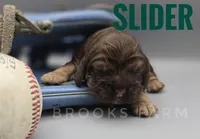 Slider, a male Cocker Spaniel for sale in Bath, NC – Photo 1 of 2