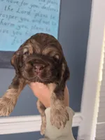 Slider, a male Cocker Spaniel for sale in Bath, NC – Photo 2 of 2