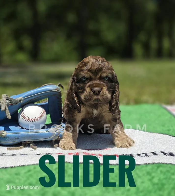 Slider – Cocker Spaniel puppy for sale in Bath, NC