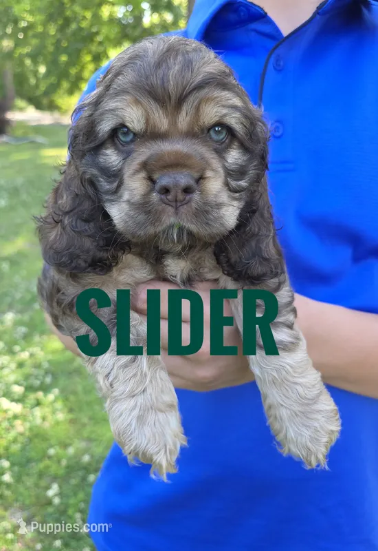 Slider – Cocker Spaniel puppy on hold in Bath, NC