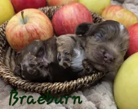 Braeburn, a male Cocker Spaniel for sale in Bath, NC – 3 of 4