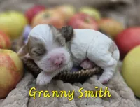 Granny Smith, a female Cocker Spaniel for sale in Bath, NC – 3 of 5