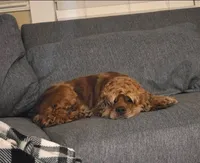 Hazel, a female Cocker Spaniel for sale in Bath, NC – 2 of 3