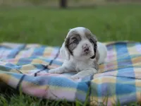 Granny Smith, a female Cocker Spaniel for sale in Bath, NC – 5 of 5
