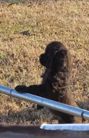 Candy Bar Pie - last one!, a male Cocker Spaniel for sale in Bath, NC – Photo 6 of 6