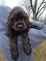 Candy Bar Pie - last one!, a male Cocker Spaniel for sale in Bath, NC – Photo 2 of 6