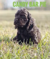 Candy Bar Pie - last one!, a male Cocker Spaniel for sale in Bath, NC – Photo 3 of 6