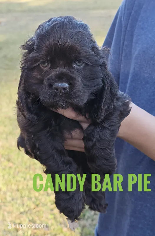 Candy Bar Pie - last one!