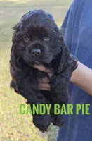 Candy Bar Pie - last one!, a male Cocker Spaniel for sale in Bath, NC – Photo 1 of 6