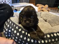 Candy Bar Pie - last one!, a male Cocker Spaniel for sale in Bath, NC – Photo 5 of 6