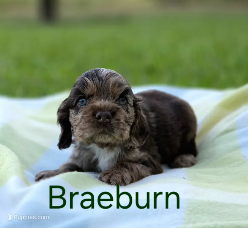 Braeburn – Cocker Spaniel puppy for sale in Bath, NC