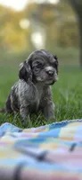 Fuji, a female Cocker Spaniel for sale in Bath, NC – 2 of 4