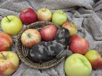 Braeburn, a male Cocker Spaniel for sale in Bath, NC – 4 of 4