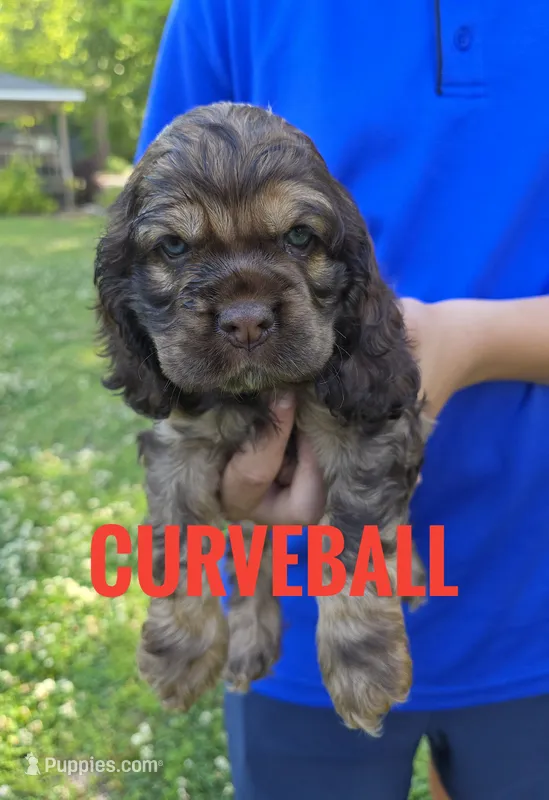 Curveball – Cocker Spaniel puppy for sale in Bath, NC