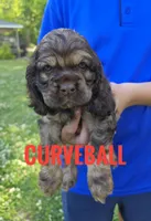 Curveball - last one!, a male Cocker Spaniel for sale in Bath, NC – 3 of 9