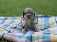 Gala, a female Cocker Spaniel for sale in Bath, NC – 4 of 5
