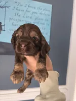 Curveball, a male Cocker Spaniel for sale in Bath, NC – Photo 3 of 3