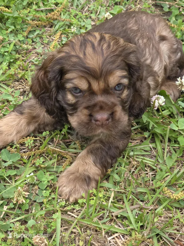 Curveball - last one! – Cocker Spaniel puppy for sale in Bath, NC