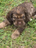 Curveball - last one!, a male Cocker Spaniel for sale in Bath, NC – 1 of 9