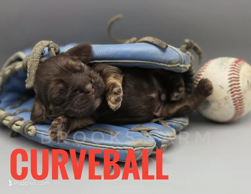 Curveball – Cocker Spaniel puppy for sale in Bath, NC